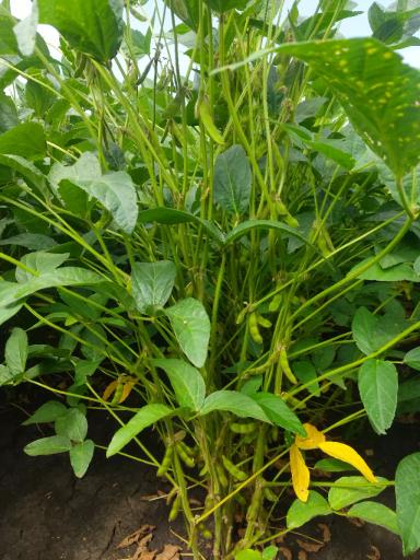 НОВЫЕ СОРТА СОИ