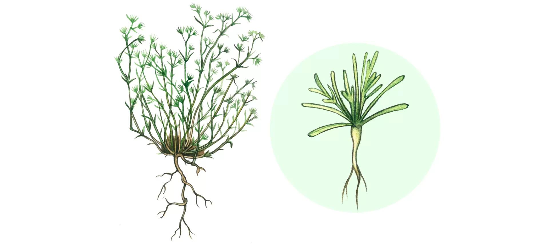 Дивала однолетняя