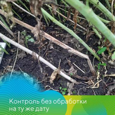 Подсолнечник и рапс под надежной защитой