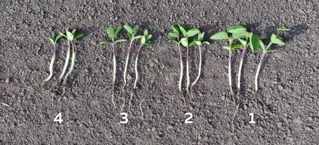 Эффективность обработки семян сои микробиологическим комплексом препаратов BIONA