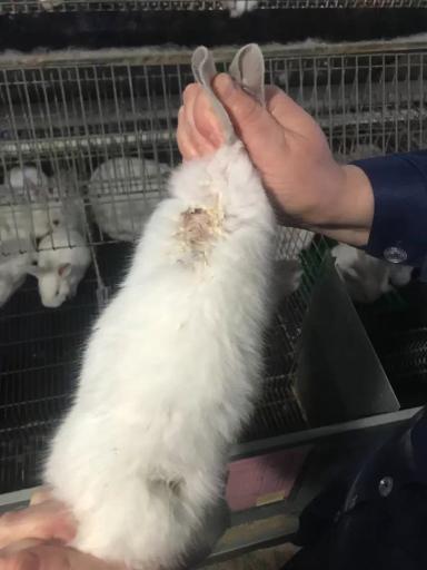 Золотистый стафилококк - убийца вашего бизнеса!