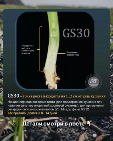 КРИТИЧЕСКИЕ ФАЗЫ ПШЕНИЦЫ. И ЗАЧЕМ ВАМ ЭТО НАДО.