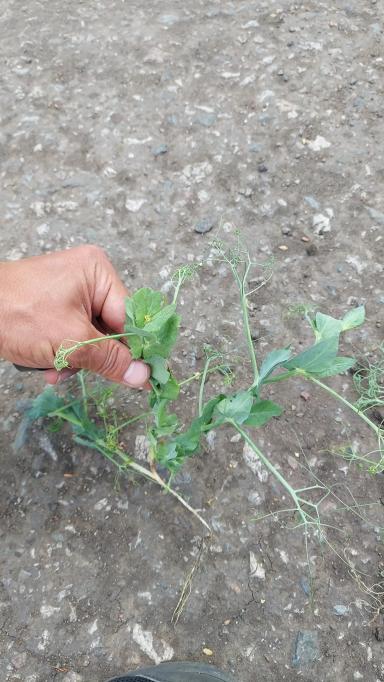 Горох после заморозка