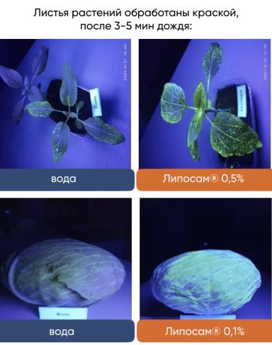 Биоприлипатель Липосам для повышения эффективности СЗР