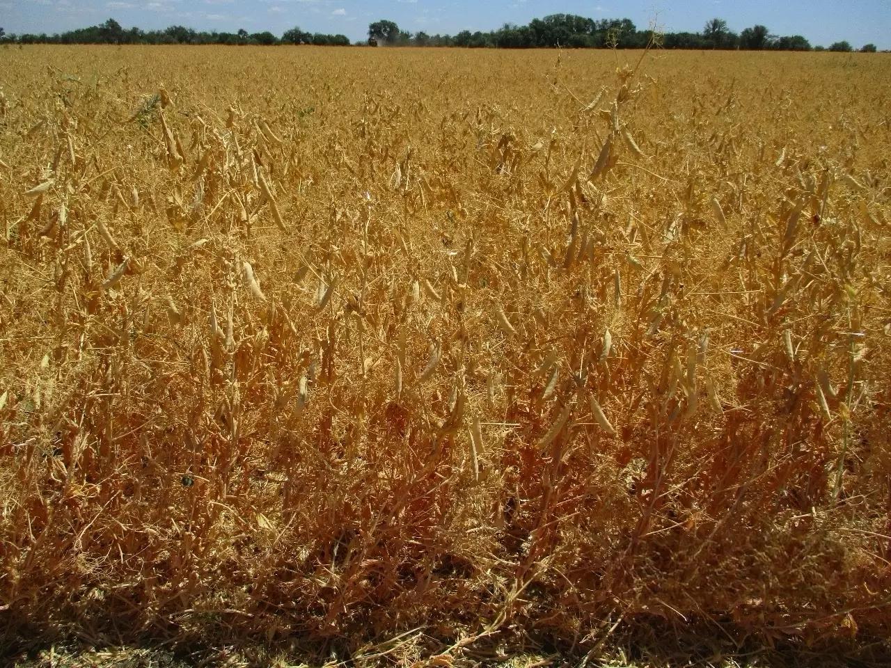 Горох – средство увеличения дохода