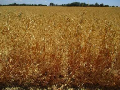 Горох – средство увеличения дохода