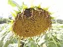 Белочка ® - сорт подсолнечника (Helianthus annuus L.)