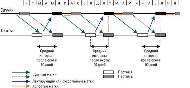 Дюдэ – Овцеводство. Гл. 15-2. Стойловое выращивание ягнят