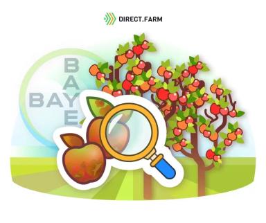 Парша яблони: предотвратить и обезвредить 