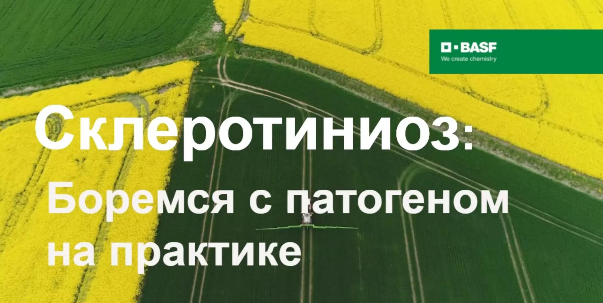 🌻 Склеротиниоз: боремся с патогеном на практике