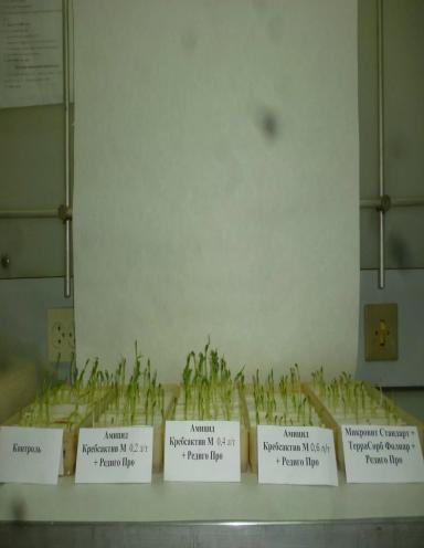 Лабораторные испытания препарата «Амицид Кребсактив М» при протравке семян