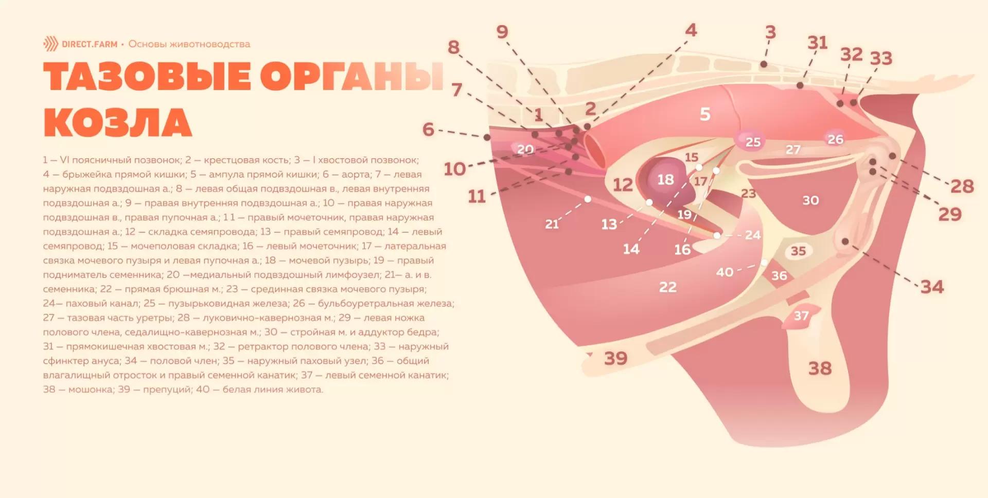 Морфология и топография репродуктивных органов козла
