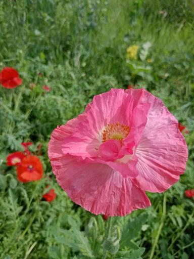 Красота декоративных маков