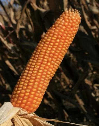 Кантабрис - гибрид кукурузы ( Zea mays L.).