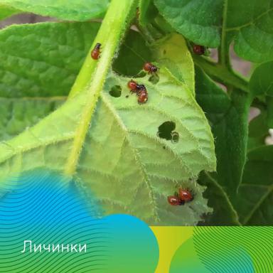 Скутум® против колорадского жука