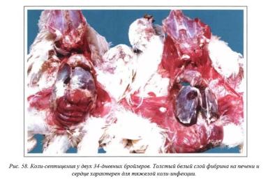 Вегад - Атлас болезней птицы. Ч. 8. Колибактериоз