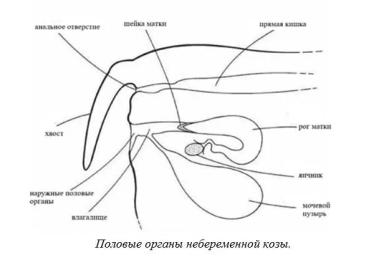 Харвуд – "Ветеринарное руководство по здоровью и благополучию коз". Гл. 6., ч. 1