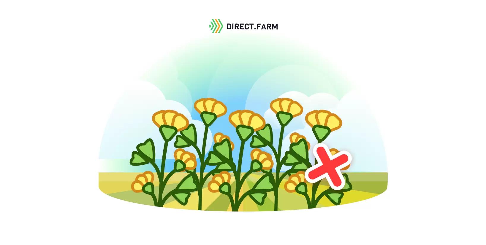 Почему не растёт люцерна?