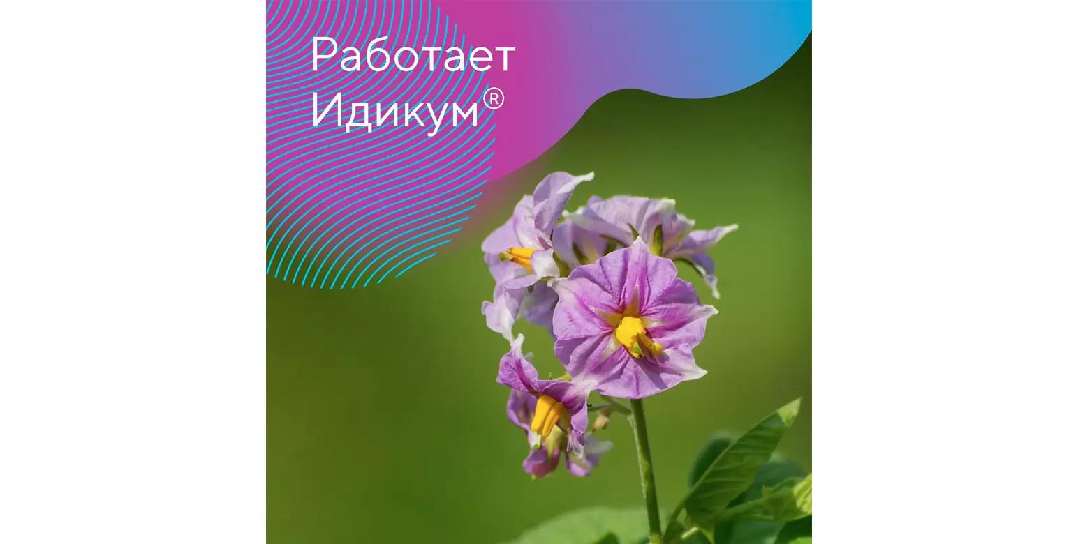 Защита картофеля от ризоктониоза