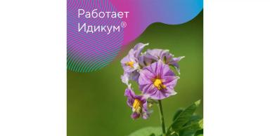 Защита картофеля от ризоктониоза