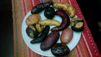 Мой друг Густаво