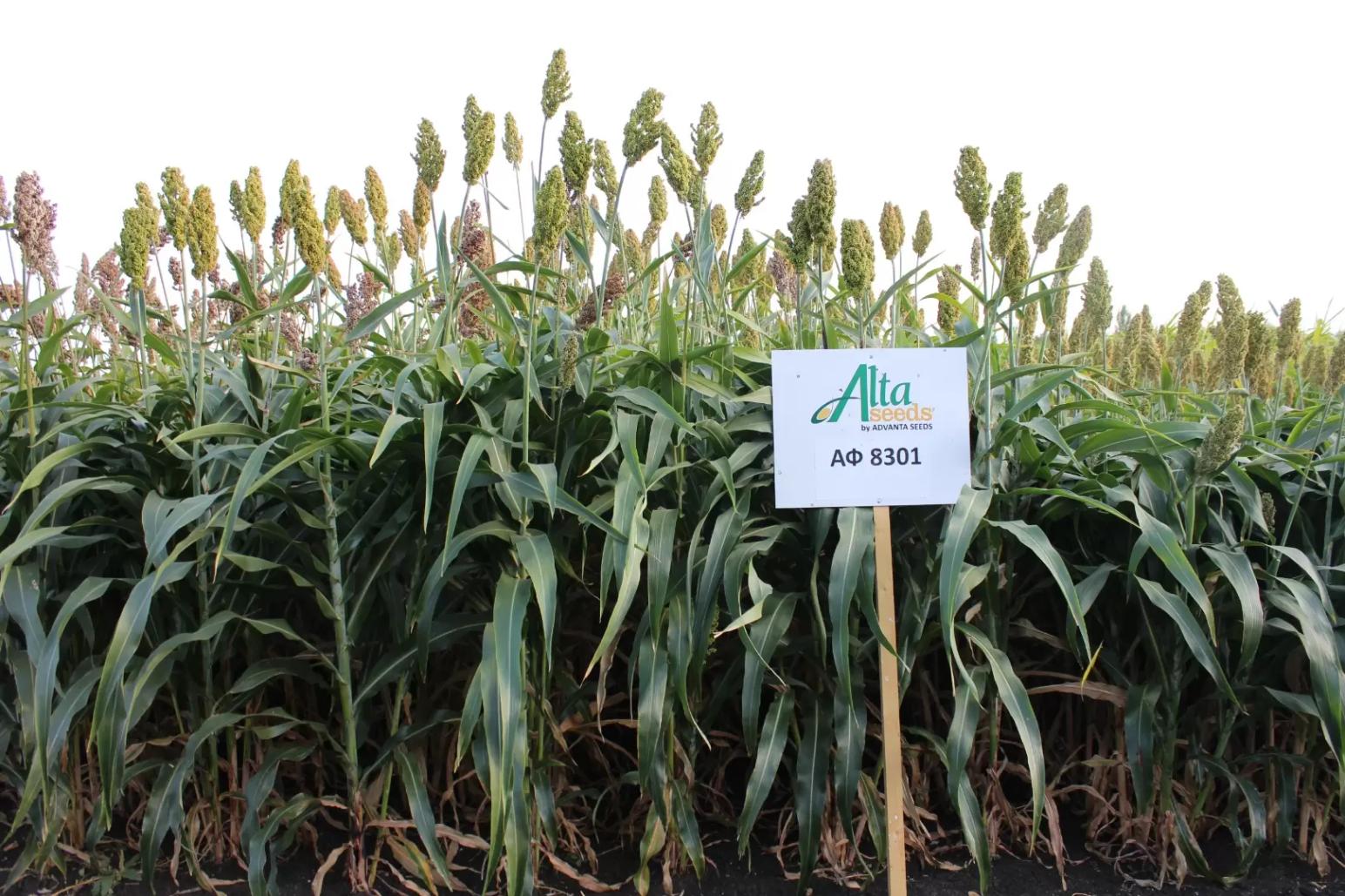 Новые культуры – сорго, сорго-суданка и африканское просо