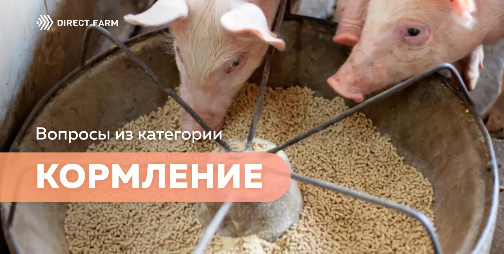 Помощь животновода: кормление свиней