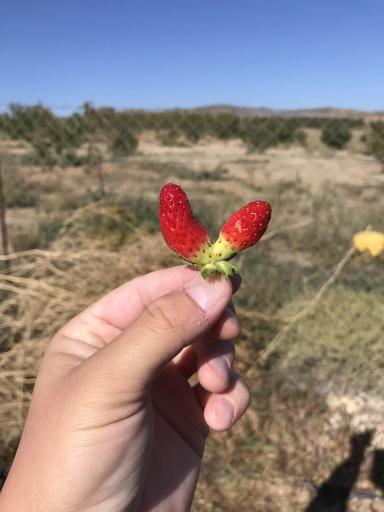 Клубника сладкая 