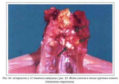 Вегад - Атлас болезней птицы. Ч. 16. Аспегиллез