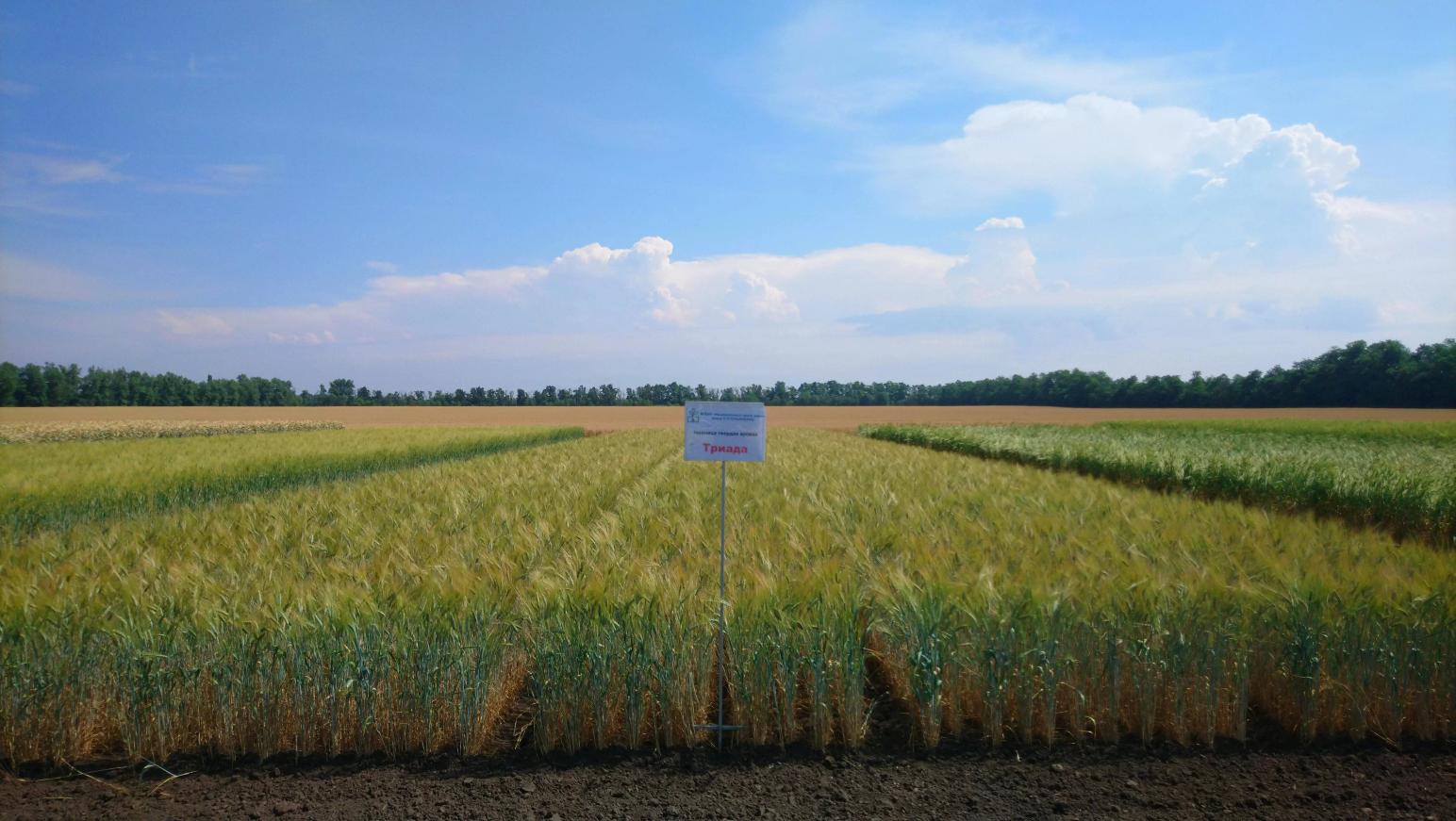 Сорта твердой пшеницы НЦЗ им. П.П.Лукьяненко