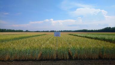 Сорта твердой пшеницы НЦЗ им. П.П.Лукьяненко