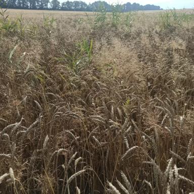 Как перепутать Аксакал с Аксиалом и получить урожай метлицы?