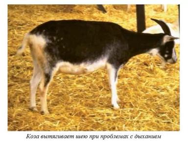 Харвуд – "Ветеринарное руководство по здоровью и благополучию коз". Гл. 10.