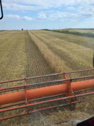 🌾 Полевой опыт: уборка завершена. Первые агрономические итоги
