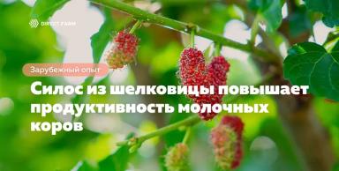 Силос из шелковицы повышает продуктивность молочных коров