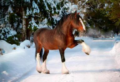 Владимирская тяжелоупряжная порода