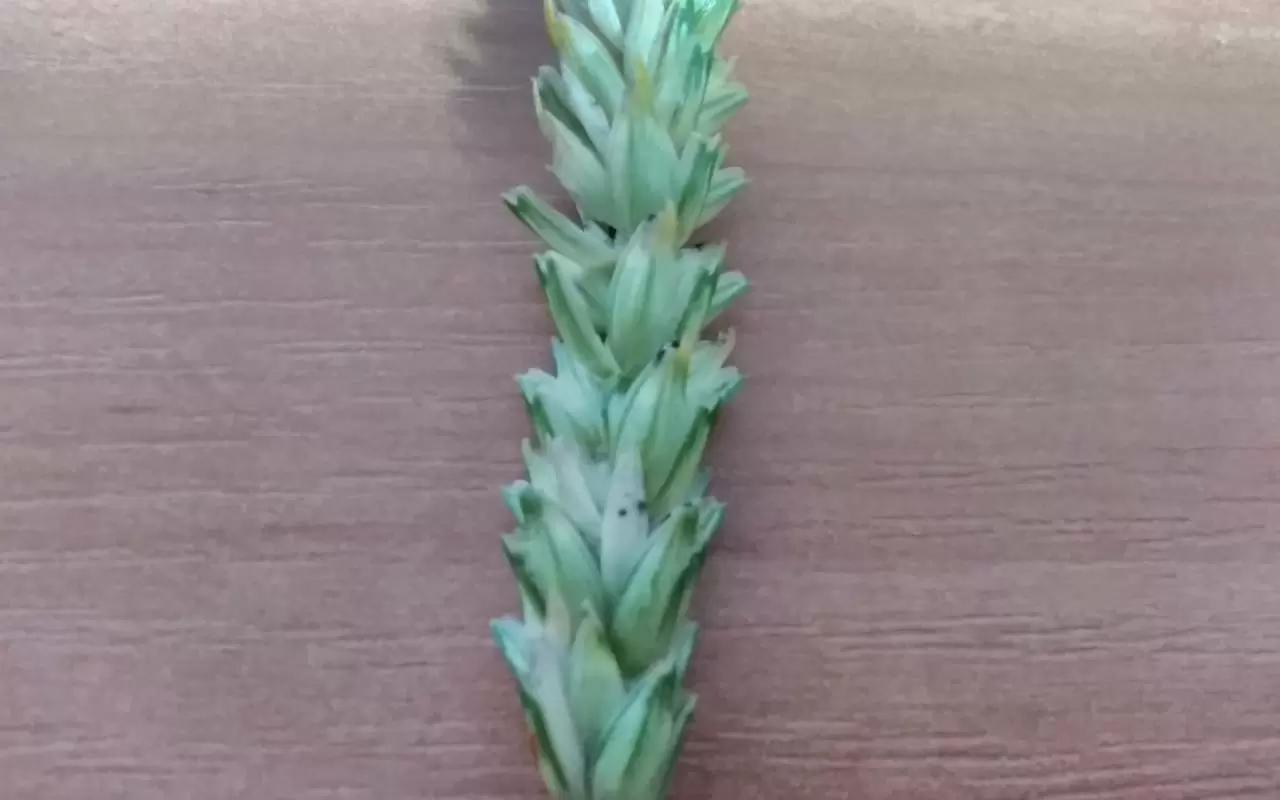 Вопросы из чатов: что за болезнь?