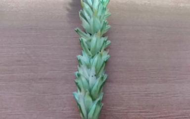 Вопросы из чатов: что за болезнь?