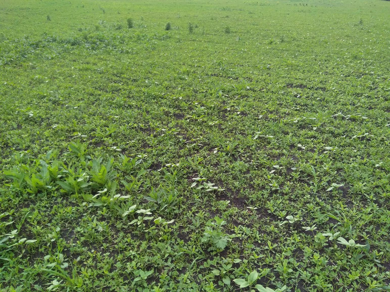 Вопрос по очередности обработки посевов подсолнечника.