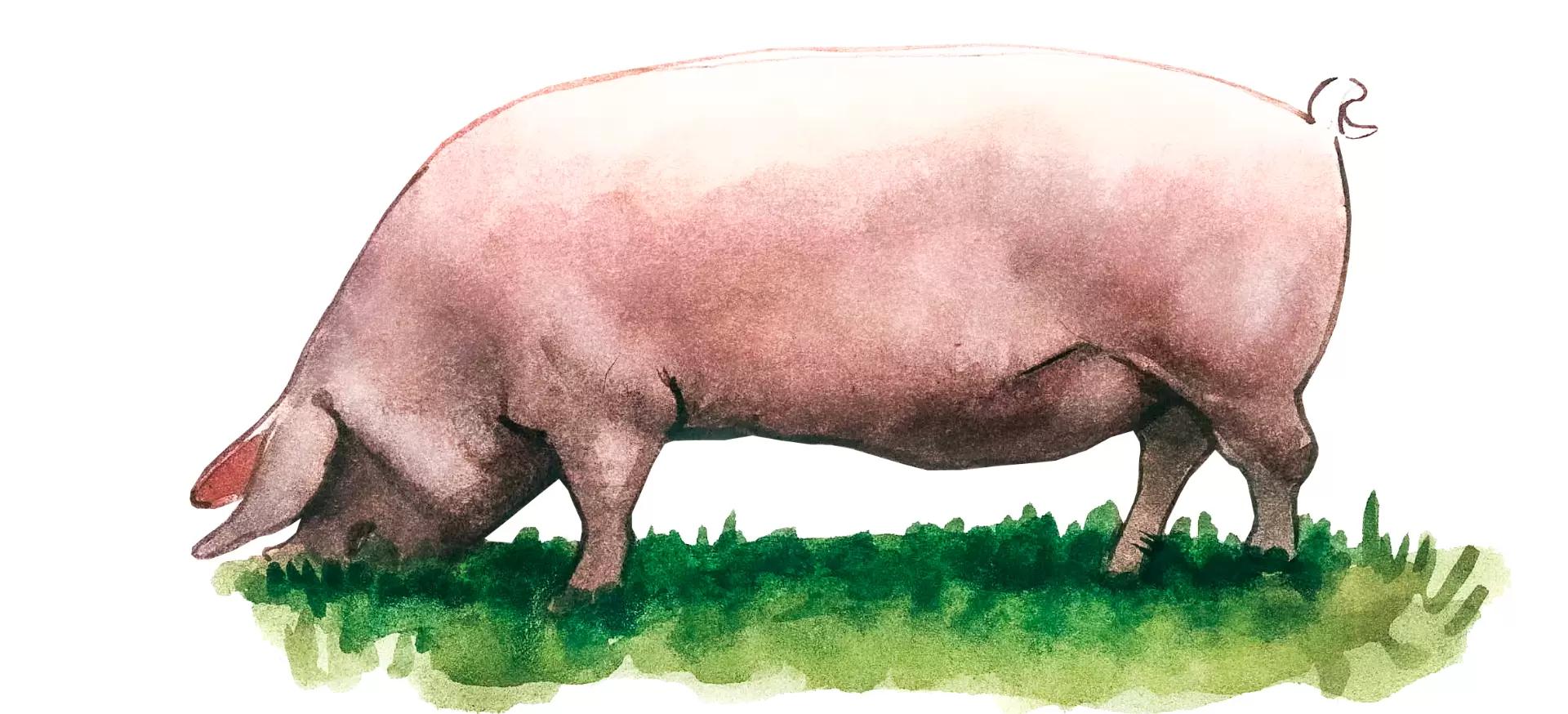 Британская вислоухая (британский лоп) – порода свиней