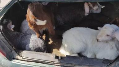 Изъятие скота: защита от эпидемий или удар по хозяйству?