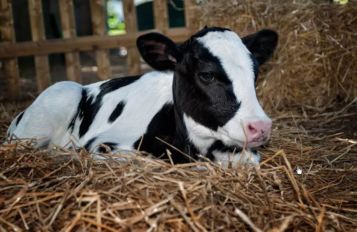 Вопросы из чатов: можно ли использовать такое молоко для теленка?