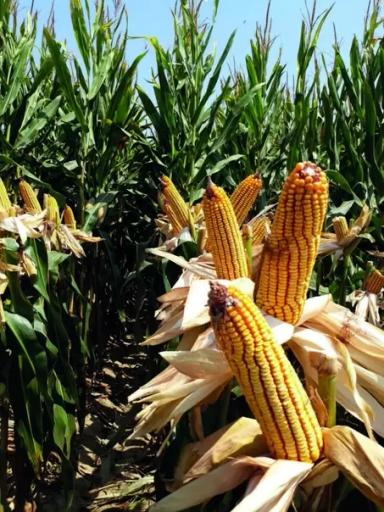 ЕС Битл - гибрид кукурузы ( Zea mays L.).