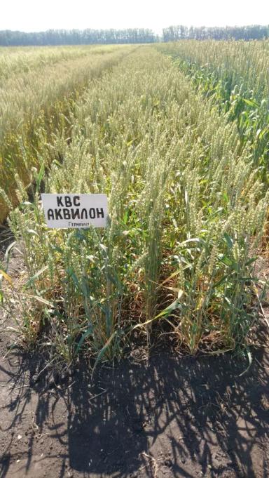 КВС Аквилон (KWS AKVILON) сорт мягкой яровой пшеницы