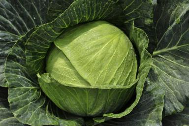 Конкэрор F1 (CONGUEROR)