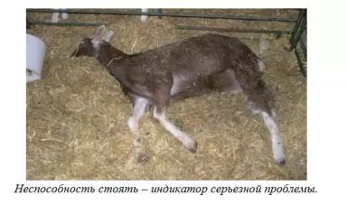 Харвуд – "Ветеринарное руководство по здоровью и благополучию коз". Глава 3.