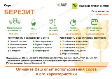 Березит сорт мягкой озимой пшеницы