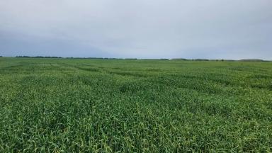 Причина пожелтения флаг.листа 