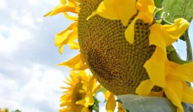 ЕС Агора (ES AGORA)