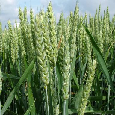 КВС Буран (KWS BURAN)